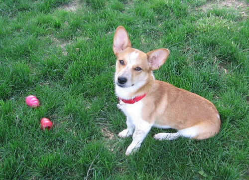 Daisy_011[1].png